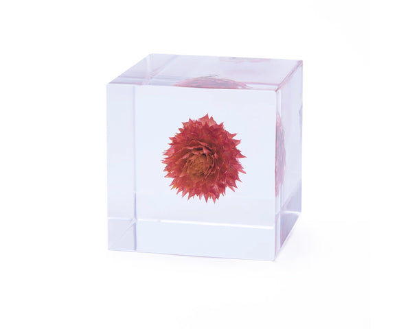 sola cube - globe amaranth