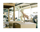 Giraffe Model Kit